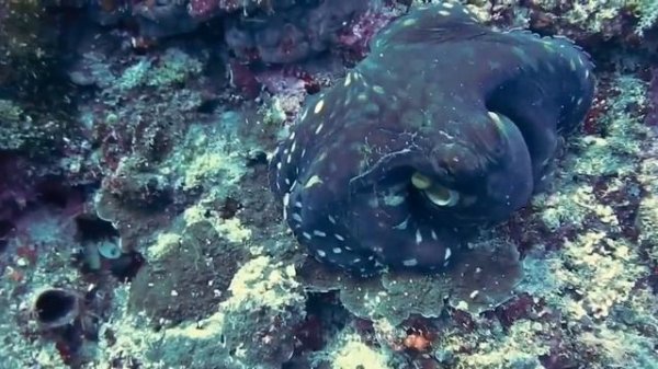 صداع#اليقين_زاد_القلوب