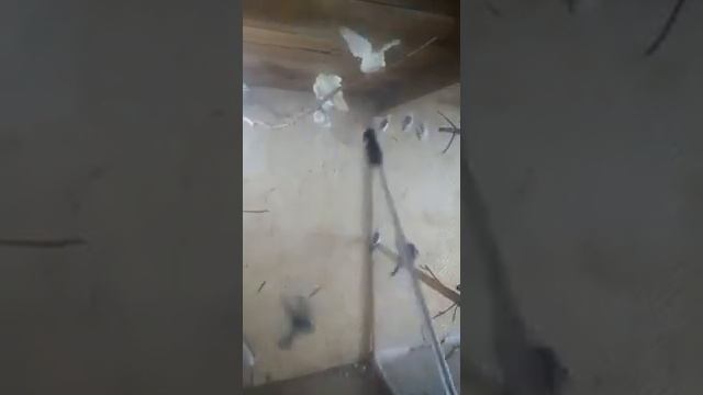 вот ещё наше хобби. наши Попугайчики. разводим. продаем. смотреть онлайн