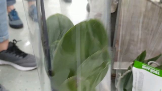 Обзор орхидей 11 июня 2021 ТВОЙ ДОМ Воронеж