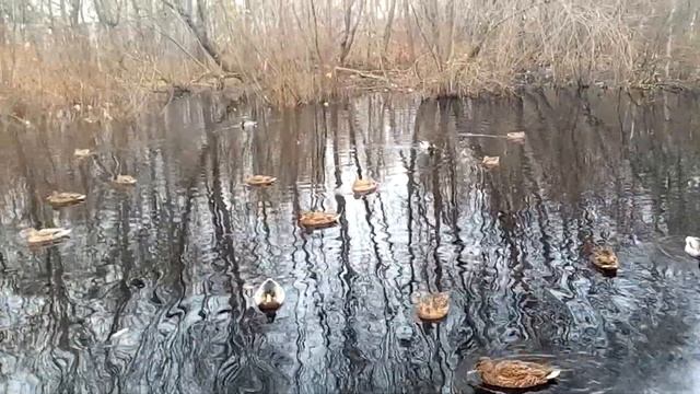 природа рядом с нами дикие утки живут возле домов. смотреть онлайн