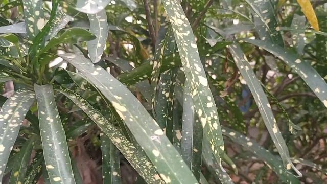 Croton(Gold Star)plant Care | How To Care Croton Plant