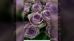 роза дольчетто