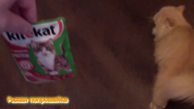 Рыжая попрошайка. Кошка смотреть онлайн