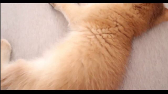 Soft Kitty Warm Kitty Little Ball Of Fur~😽😽Cute Kitten Makes Me Melt 可愛幼貓融化我的心小圓球實在是太可愛啦！| Cat Vlog