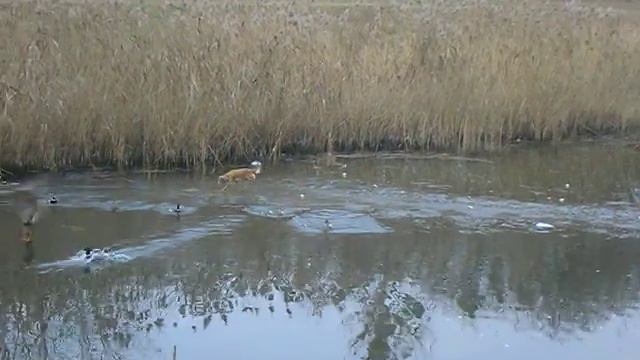 охота на уток Алтайские озёра 3.12.2011 смотреть онлайн