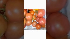 Томат Мамонтенок, Лось F1, Пень F1, дегустация и обзор