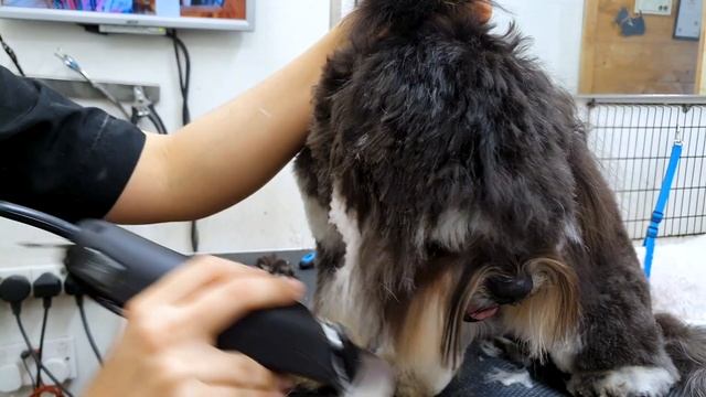 Cockapoo GROOMING Transformation смотреть онлайн
