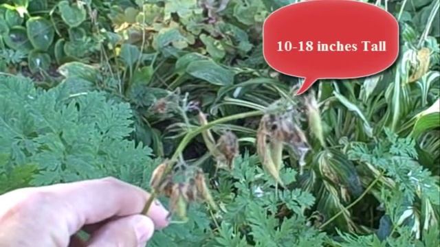 Collecting Seeds from Dicentra Eximia Fern Leaf Bleeding Heart Plant смотреть онлайн