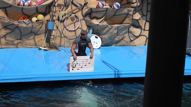 Как поёт Белуха ( Арктический дельфин ) смотреть онлайн