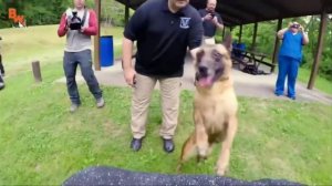 УКУС СОБАКИ ИЩЕЙКИ!!!!!! Ставь лайк, если понравилось. 😍🥰