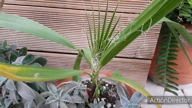 Пальмы из семян через 1 год и через 10 месяцев(простите забывчивость?) смотреть онлайн