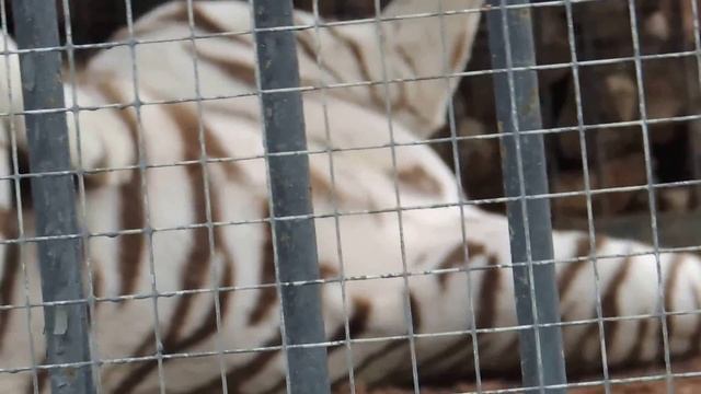 белый тигр.альбинос.white tiger.albino смотреть онлайн