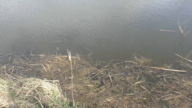 Зарыбление прудов - 2022, карп, амур: новые питомцы в наших прудах смотреть онлайн