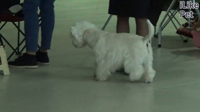 Вест хайленд уайт терьер на ilikepet. Особенности породы, уход смотреть онлайн