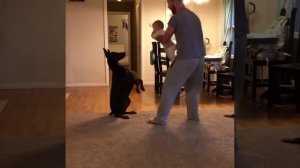 Лучшие Приколы про доберманов | Смешное видео с доберманами