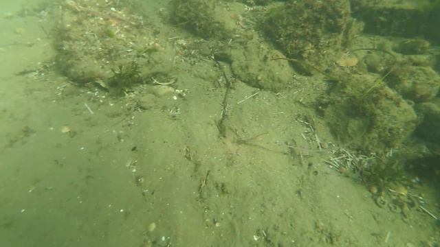 трепанг на Шаморе