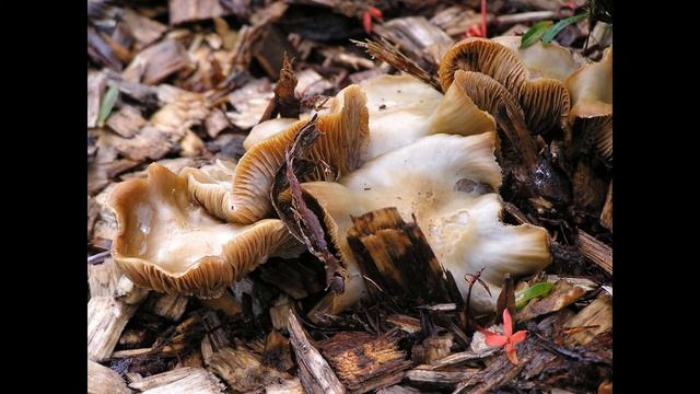 Gymnopus luxurians смотреть онлайн