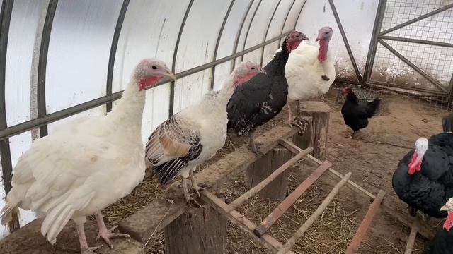 ДЕЛАЮ ТО ЧТО КУРЫ СДЕЛАТЬ НЕ МОГУТ смотреть онлайн
