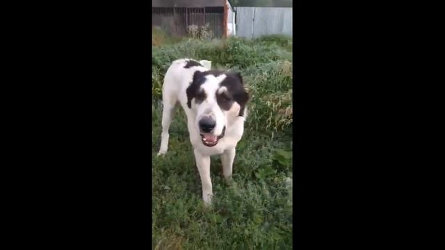 алабай БАРС / потомок Кёр Гаплана смотреть онлайн