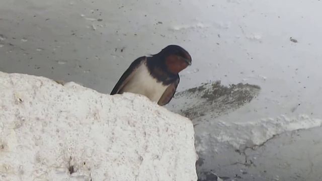 Гнездо деревенской ласточки (Hirundo rustica) смотреть онлайн