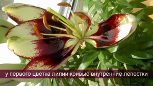 Комнатная лилия выращивание лилии в доме