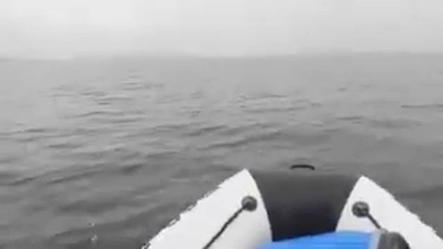 Мурманчанин в Кольском заливе запечатлел на видео прыжки горбатых китов смотреть онлайн