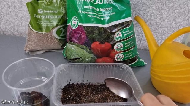 Как вырастить катарантус из семян