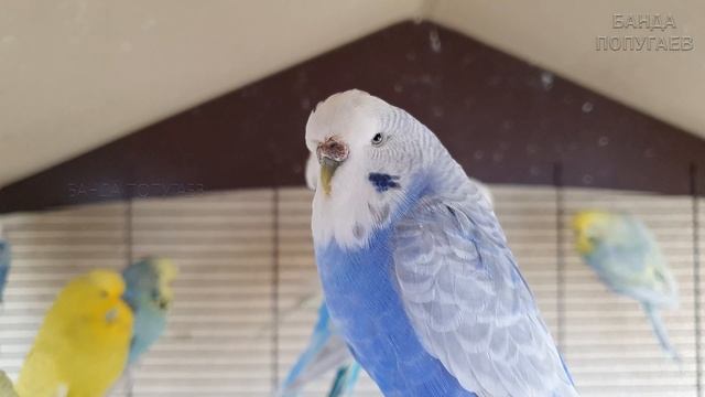 Учим говорить попугая "Как настроение?" ? Урок для попугая № 109 смотреть онлайн