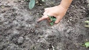 Буддлея Давида, размножение зелёными черенками. Buddleja Davidi