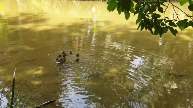 Jardin D'essai Du Hamma/Ботанический сад в столице Алжира?????