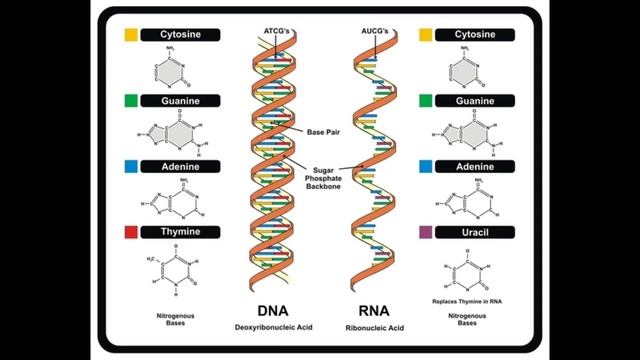 Анатомия и физиология - Лекция 8 - Лизосома, ядро, типы эпителия смотреть онлайн