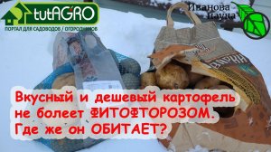 ЭТОТ КАРТОФЕЛЬ НЕ БОЛЕЕТ ФИТОФТОРОЙ и ПАРШОЙ. Очень дешевые семена картофеля по серой схеме.