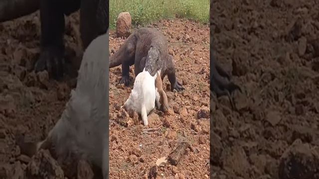 #unbelievable comodo swallows a goat #anime #wildlife #nature #animals #love #wild смотреть онлайн