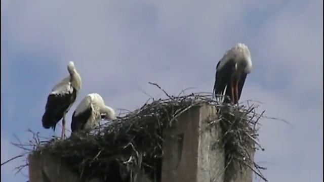 Rgew. Стела в память событий 1942-1943 года смотреть онлайн