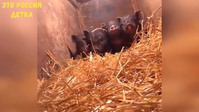 Армия! Элитный взвод! Построение) смотреть онлайн