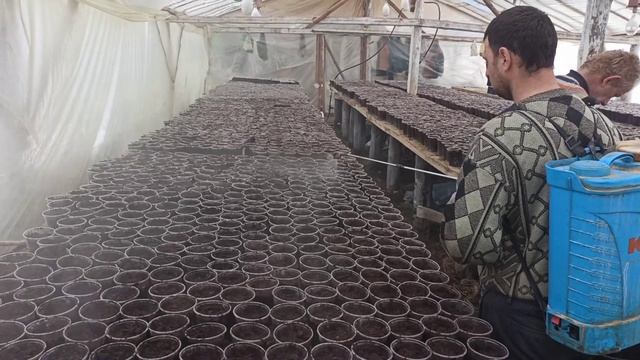 Высадка семян огурцов Февраль 2021??? смотреть онлайн