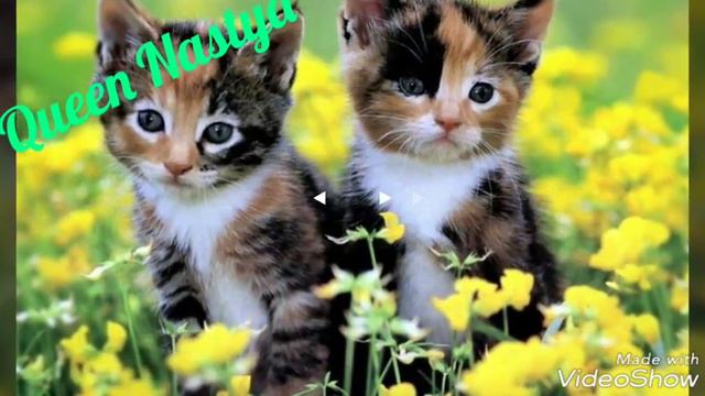 Видео из картинок с котятами-песня«Золотыми Рыбками» смотреть онлайн