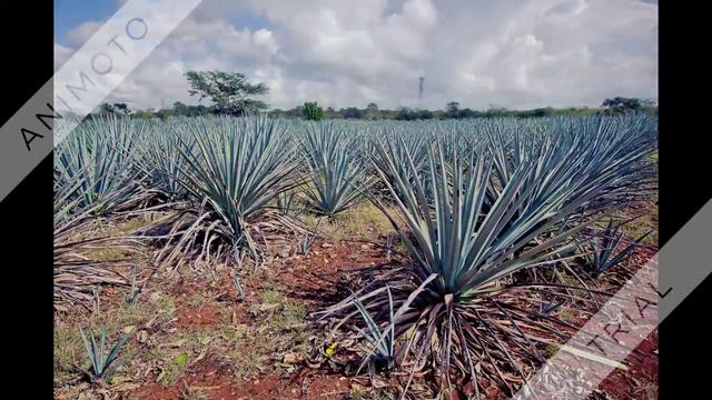 Экскурсии в Мексике смотреть онлайн