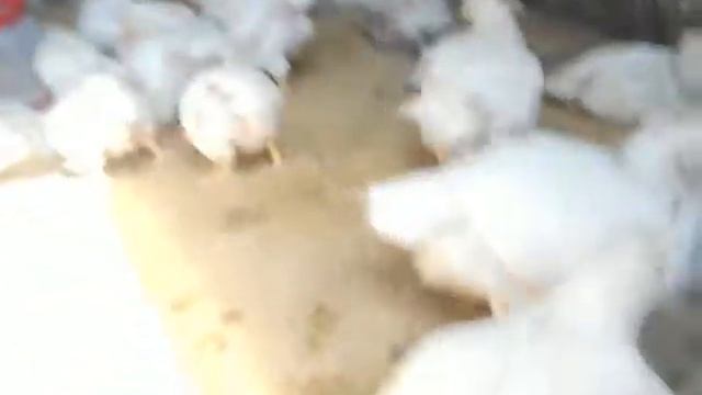 КОББ-700 Первый опыт, птице ровно месяц смотреть онлайн