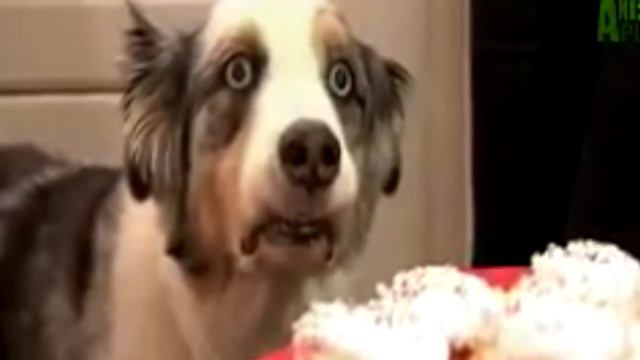 Dog gets Dark Souls flashbacks смотреть онлайн