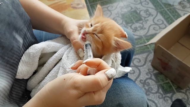 Кормим котят смотреть онлайн