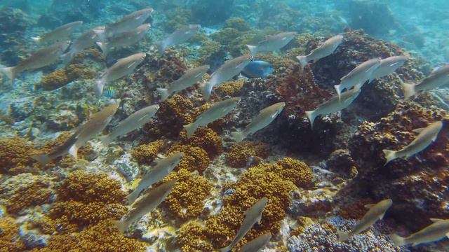 The Hidden Paradise of UAE - Fujairah, Snoopy Island смотреть онлайн