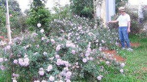 Rainy Blue rose - Hoa Hồng Phớt Tím Đang Hót Nhất Năm 2021 Các Ban Xem Video Này Có Đáng Hót Không