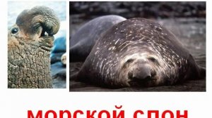 Животные морские млекопитающие звук