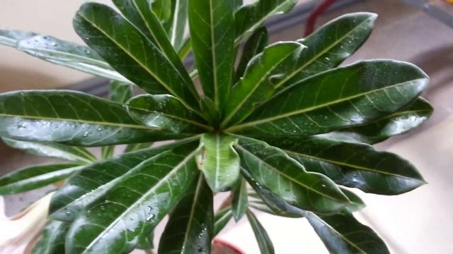 My First Graft Adenium Somalense Flower.