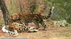День рождения отмечает национальный парк "Земля леопарда"
