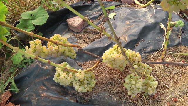 Сбор урожая Коринки русской