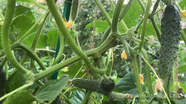 Эта 1 +1 таблетка спасет Томаты, Огурцы от всех болезней! Фитофтороз, Бактериоз, Пероноспороз!