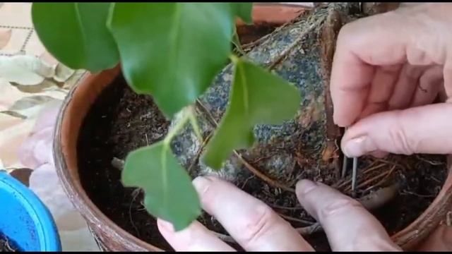 БОНСАЙ. ТЕХНИКА ВЫРАЩИВАНИЯ НА КАМНЕ. ВИДЕО №4 ЗАВЕРШАЮЩЕЕ смотреть онлайн