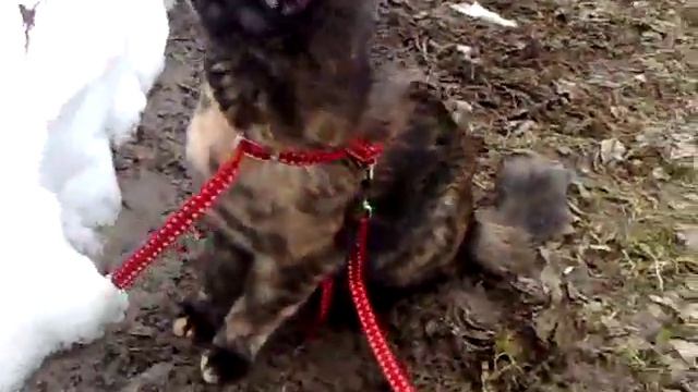приучаем кошку к шлейке и свежему воздуху. cat in harness the first time walking смотреть онлайн